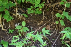 Drymobius chloroticus