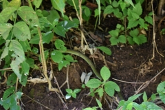 Drymobius chloroticus