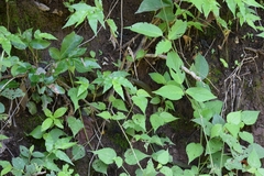 Drymobius chloroticus