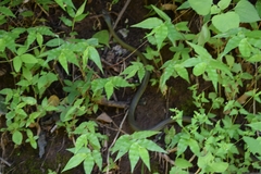 Drymobius chloroticus