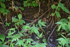 Drymobius chloroticus