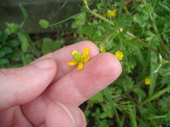 Ranunculus trilobus