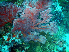 Melithaea