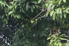 Lecythis tuyrana