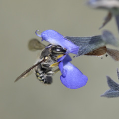 Anthidium maculosum