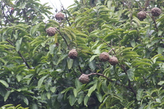 Lecythis tuyrana