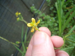 Ranunculus trilobus
