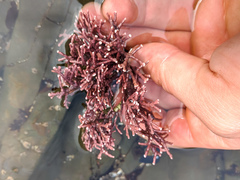 Calliarthron cheilosporioides