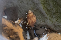 Pagurus hirsutiusculus