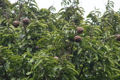 Lecythis tuyrana