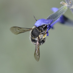 Anthidium maculosum