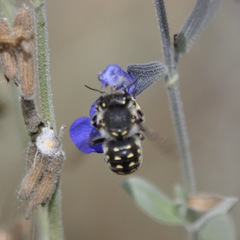 Anthidium maculosum