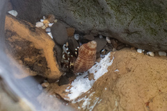 Pagurus hirsutiusculus