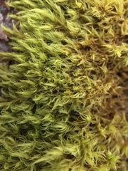 Racomitrium fasciculare