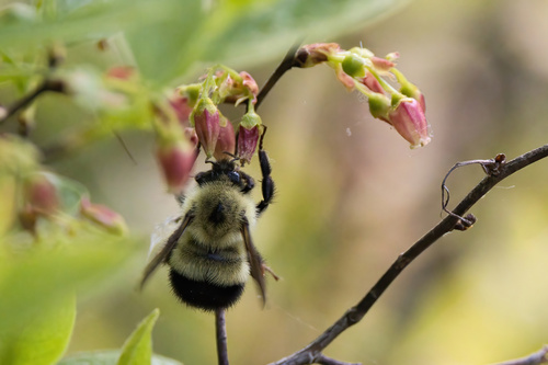 Half-black Bumble Bee photo 6