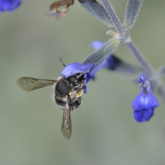 Anthidium maculosum