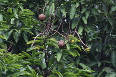 Lecythis tuyrana