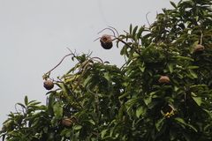 Lecythis tuyrana