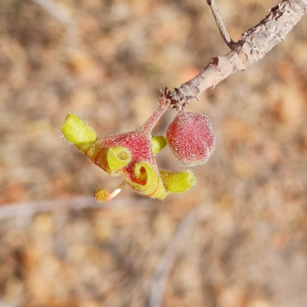 Sterculia rogersii; photograph (c) Martjie Fia Fourie, some rights reserved (CC BY)