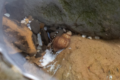 Pagurus hirsutiusculus