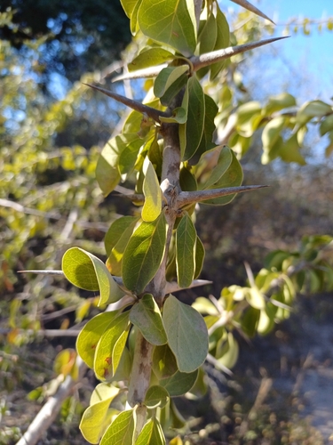 Armed Turkeyberry (Canthium armatum)