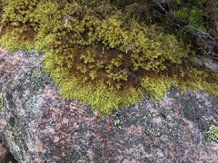 Racomitrium fasciculare