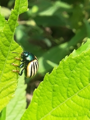 Leptinotarsa calceata