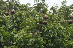 Lecythis tuyrana