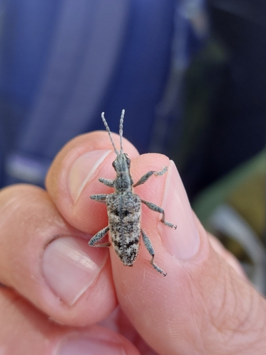 Ribbed Pine Borer