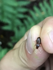 Gastrellarius honestus