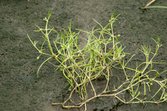 Spergularia canadensis