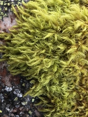 Racomitrium fasciculare