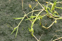 Spergularia canadensis