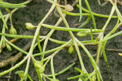 Spergularia canadensis