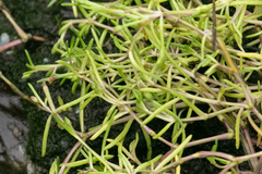 Spergularia canadensis