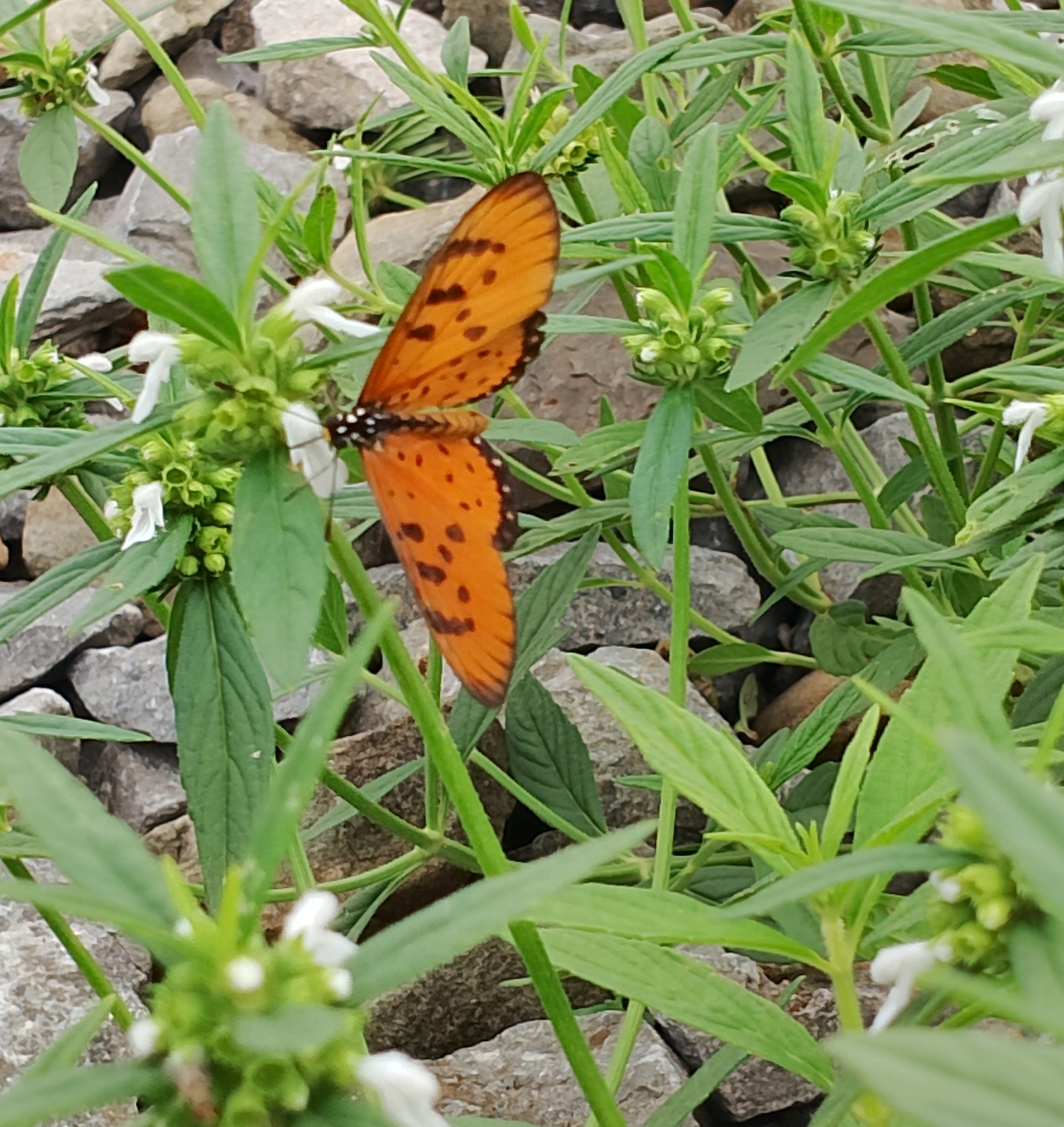 Tawny Coster
