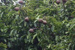 Lecythis tuyrana