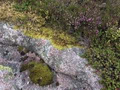 Racomitrium fasciculare