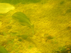 Haemulon flavolineatum