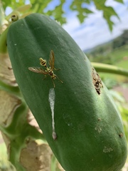 Toxotrypana curvicauda