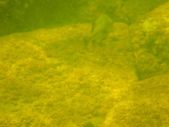 Haemulon flavolineatum