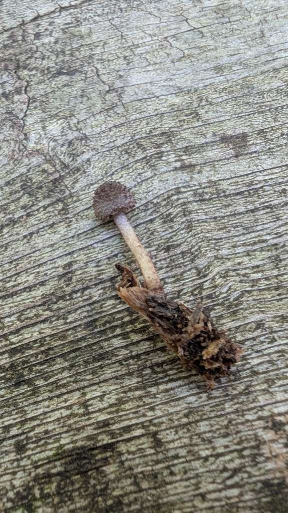 Cystoagaricus strobilomyces · June 2025 · photo: © atsushi_nakajima_cirque (iNaturalist, cc-by)