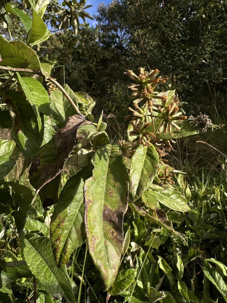 Oligactis sessiliflora; photograph (c) Nicolás Baresch Uribe, some rights reserved (CC BY)