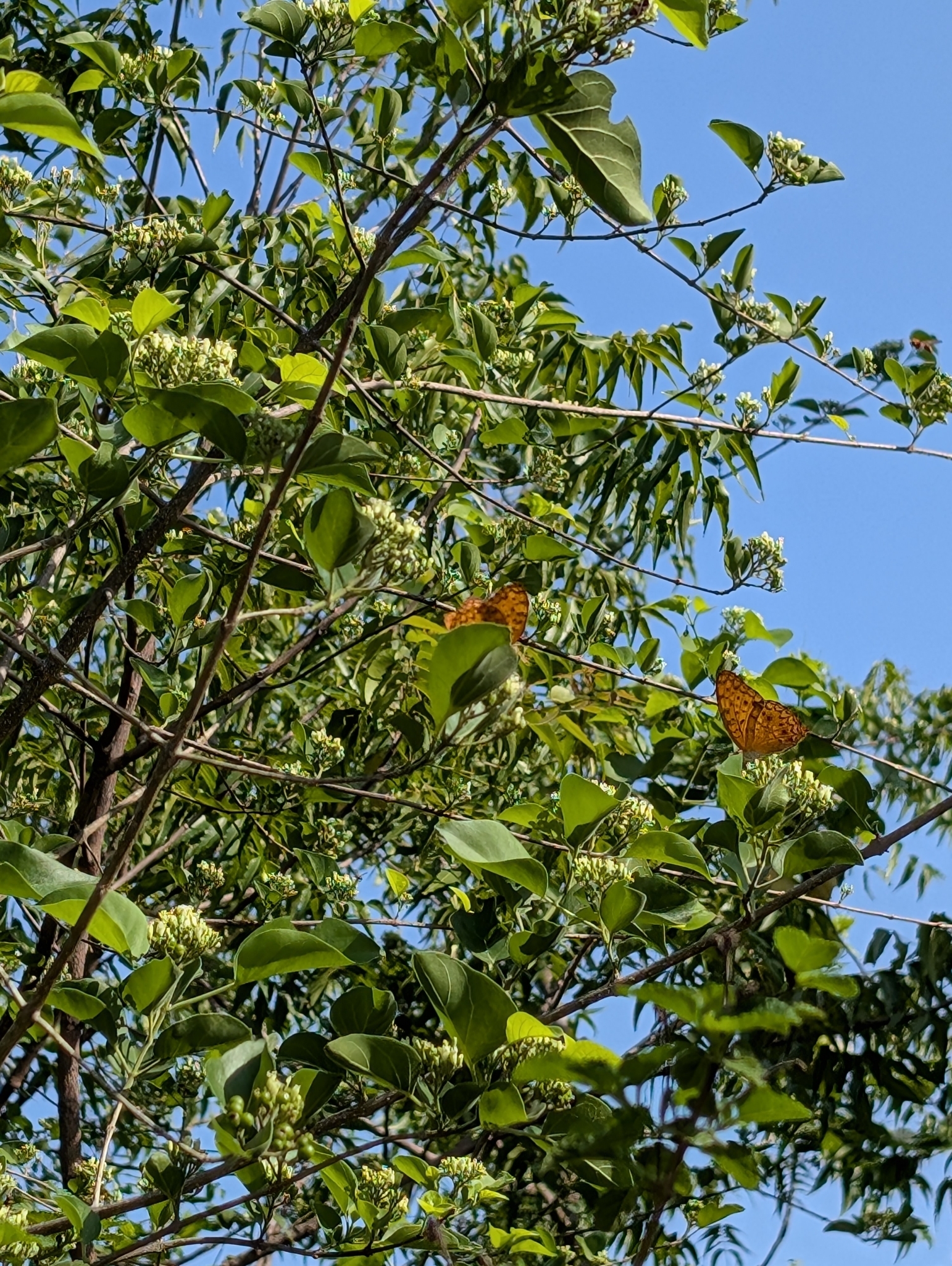Common Leopard