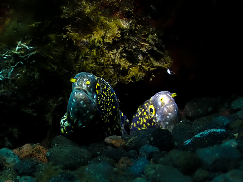Snowflake Moray (Echidna nebulosa)