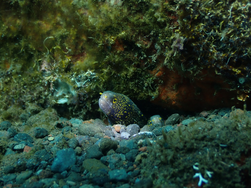 Snowflake Moray (Echidna nebulosa)