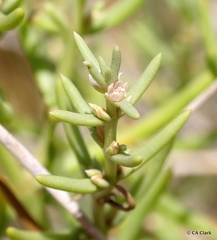 Nitrophila occidentalis