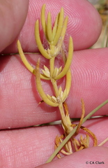Nitrophila occidentalis