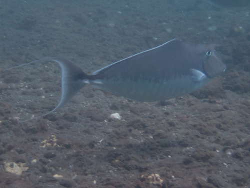 Humpback Unicornfish (Naso brachycentron)