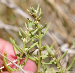 Nitrophila occidentalis
